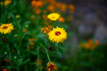 Yellow chrysanthemum in the yard close up