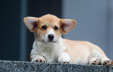 little welsh corgi puppy on the porch of the house