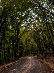 road in the woods