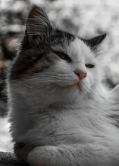 Retrato de un gato en el suelo mirando a un lado