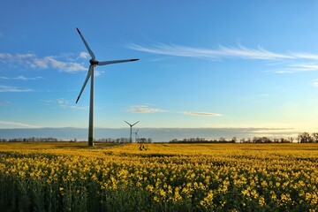 wind turbines farm and rape blossom