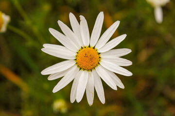 Fototapeta premium daisy flower