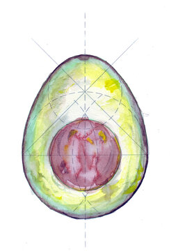 Ovoide eje menor - Aguacate - acuarela