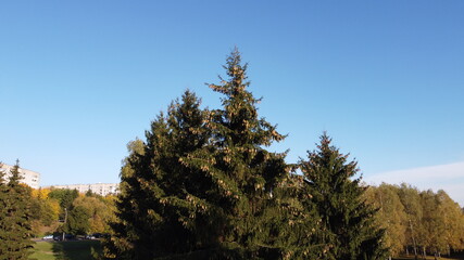 Large green spruce with cones