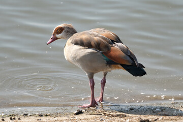 Egyptian Goose standing by a lake