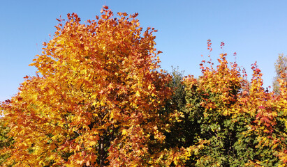 Top view of a beautiful autumn park with trees of yellow and green contrasting foliage