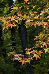 autumn leaves in the forest