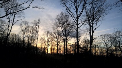 Crépuscule dans les bois