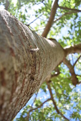 Tree trunk low angle