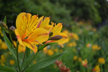 Tiger lillies