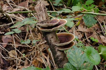 Likely, the Birch Bracket or birch polypore, a bracket fungus that grows almost exclusively 
on...