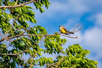 Western Kingbird (Tyrannus verticalis) perched in a tree
