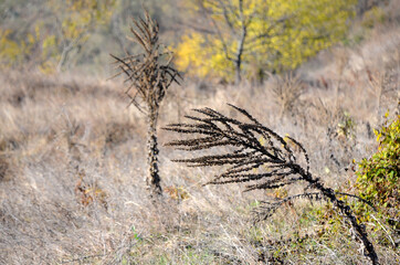 Dry plants and grass