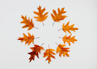 autumn leaves isolated on white.

Isolated oak leaves lie in a circle on a white background, top view.