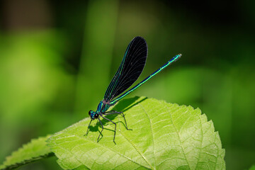 Ebony jewelwing damselfly (Calopteryx maculata) in Roman Nose State Park, Oklahoma