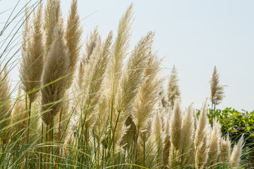 Close-up of Pampas grass or soft plants Cortaderia selloana on light sky in new modern city park...