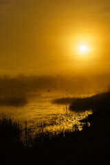 Morning Liftoff - Ducks lift off a marsh at sunrise. Finley National Wildlife Refuge, Oregon