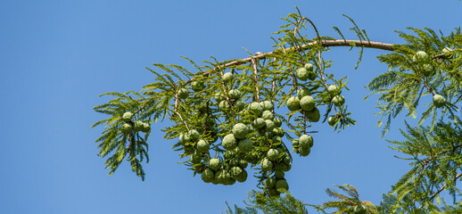 Close-up of cones and graceful foliage Bald Cypress Taxodium Distichum (swamp, white-cypress, gulf or tidewater red cypress) in public landscape city Park Krasnodar or Galitsky Park in autumn 2020