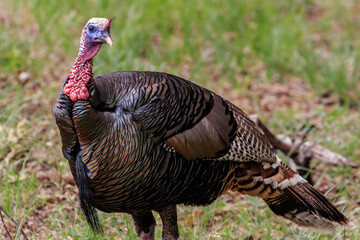 Wild turkey (Meleagris gallopavo), Rio Grand subspecies, in the Wichita Mountains National Wildlife Refuge