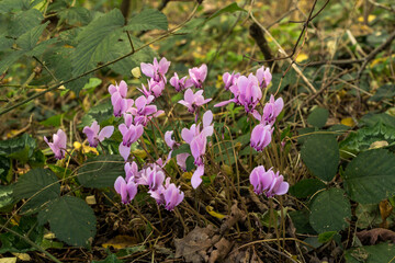 A small patch of European Cyclamen growing in damp woodland in October in France.