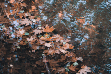 leaves fall into water in autumn, golden leaves.