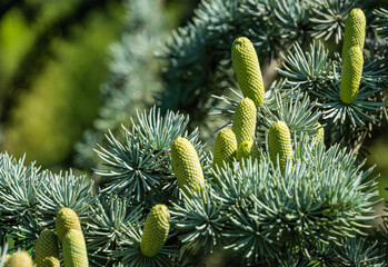Close-up of beautiful yellowish green male cones on branches of Blue Atlas Cedar (Cedrus Atlantica...