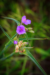 Spiderwort growing wild in the Wichita Mountains