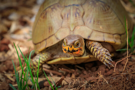 Close up of a Three-toed Box Turtle (Terrapene carolina triunguis)