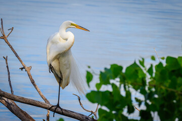 Great egret (Ardea alba) standing on a branch on the shore of Lake Hefner