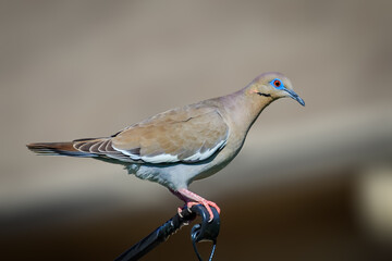 White-winged dove (Zenaida asiatica) visiting a backyard garden