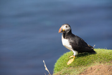 Atlantic puffins, the common puffin, seabird in the auk family, on the Treshnish Isles in Scotland UK