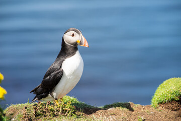 Atlantic puffins, the common puffin, seabird in the auk family, on the Treshnish Isles in Scotland UK