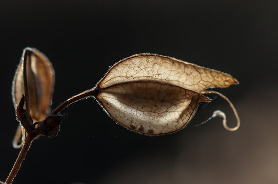 Seed pods - Seeds of  Common Large Monkeyflower (Mimulus guttatus)