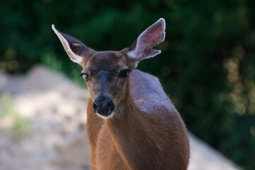 Fototapeta premium Deer Portrait