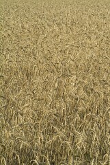 texture golden wheat field