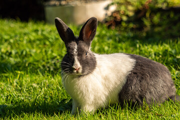 one cute chubby bunny with mix of grey and white fur laying on green grass field under the sun staring at you way
