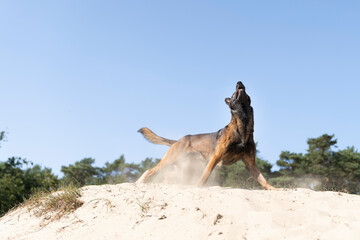 Naklejka premium Belgian sheepdog or Malinois dog playing catch with a ball outdoors in a dune area