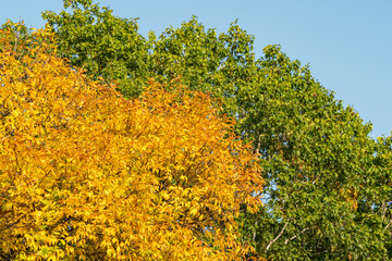 trees in the park display beautiful green and golden autumn colour under blue sky