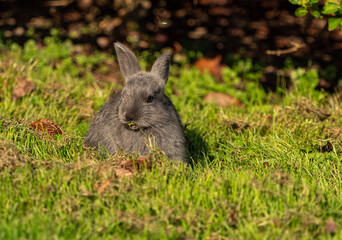 Naklejka na ściany i meble one cute grey bunny eating on green grass field on a sunny day with a piece of grass stick on its tooth