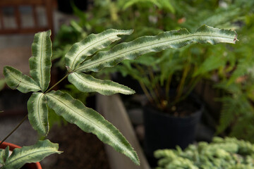 Fern leaves texture. Closeup view of a Pteris cretica Albolineata, also known as White Striped...