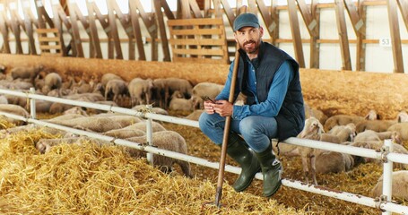 Smiled cheerful Caucasian handsome male shepherd sitting in stable with sheep and texting message...