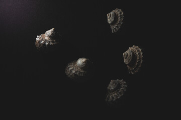 snail sea shell macro close up