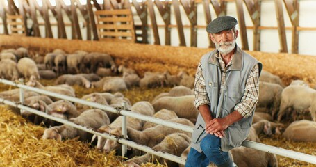 Portrait of Caucasian old gray-haired man shepherd with beard sitting in barn with sheep flock on background and smiling to camera. Senior male farmer in livestock stable. Animals farming concept.