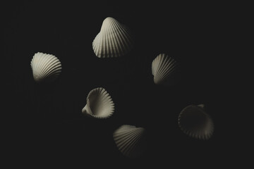 White sea shell Macro close up