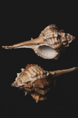 Bolinus brandaris Seashell macro close up