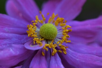 Closeup of an autumn anemone against a green blurried background