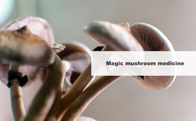 medicine and psilocybin mushrooms. Treatment and prevention of the mental state of the modern person with the help of magic mushrooms