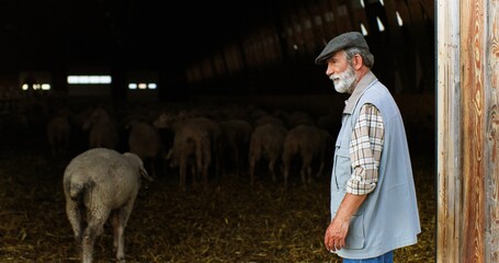Senior gray-haired man shepherd working and leading sheep flock to barn after grazing. Old male farmer in stable with cattle. Livestock graze concept. Countryside lifestyle.