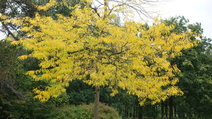 Obraz premium Herrenhäuser Gärten in Hannover