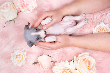 American Hairless Terrier puppy laying on a pink furry blanket with pink flowers held in hands